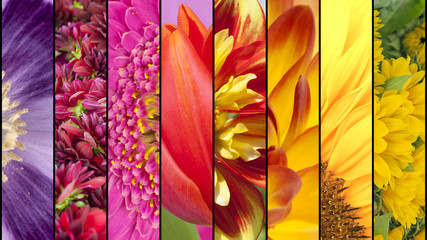 Colorful collage of flower textures - 89518556