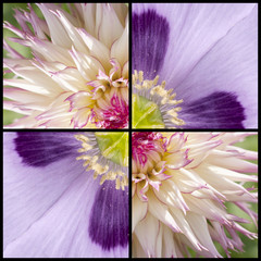 Square collage of Poppy and Dahlia - 89518571