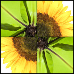 Square collage of Sunflower and Fern - 89518581