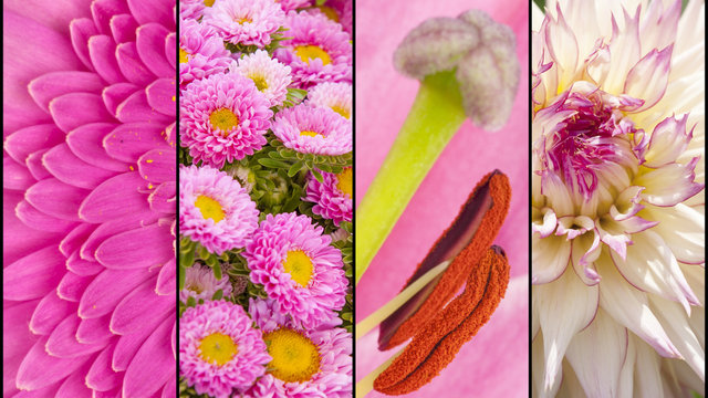 Collage of pink flower sections