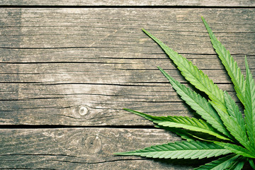 cannabis leaves