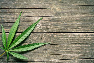 cannabis leaf © Jiri Hera