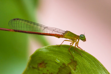 damselflies   