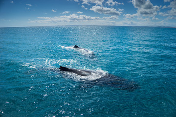 whale watching