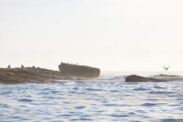 Naklejka premium beautiful sea landscape in South Africa