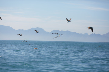 Naklejka premium beautiful sea landscape in South Africa