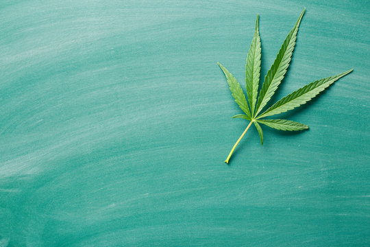 cannabis leaf
