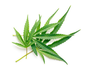 cannabis leaves
