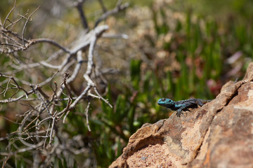 lizard on a rock in South Africa
