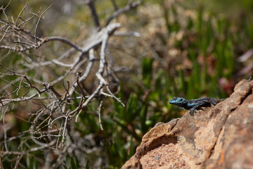 lizard on a rock in South Africa