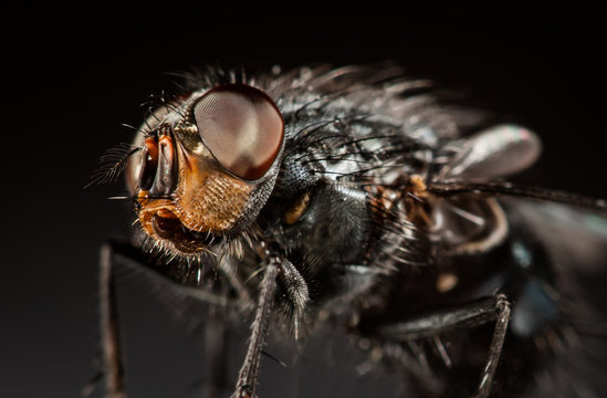 Housefly close-up.