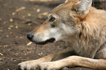 Profile of a wolf / Veresegyhaz Bear Farm, Hungary