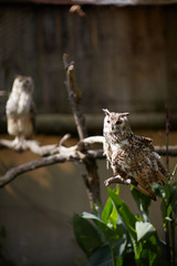 owls in the zoo of South Africa