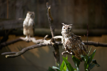 owls in the zoo of South Africa