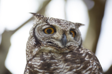 owl in the zoo of South Africa