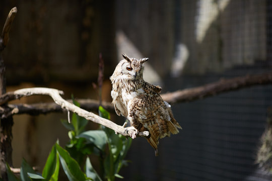 owls in the zoo of South Africa