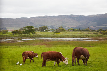 Fototapeta na wymiar Cows grazing in a meadow in South Africa