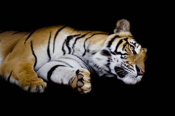 tiger sleep on one's side isolated on black background