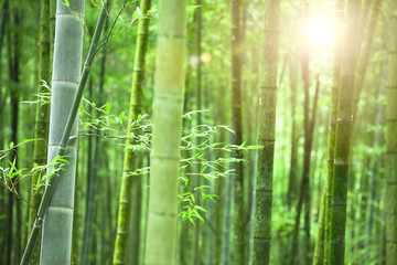 Fototapeta na wymiar Bamboo forest with morning sunlight