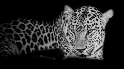 black & white Leopard portrait isolate on black background