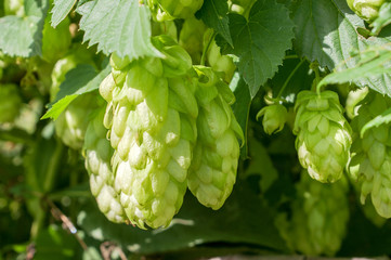 growing hops