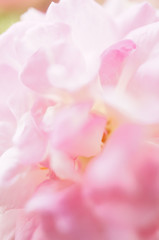 pink roses, sweet soft color background

