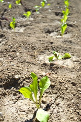 AGRICOLTURA BIOLOGICA