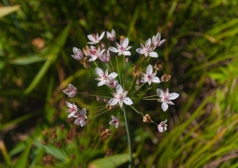 Fototapeta premium Flowering rush (Butomus umbellatus)