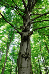 Fototapeta premium drawing on the tree