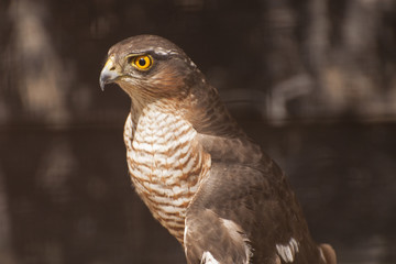 Eurasian sparrowhawk