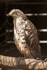 European honey buzzard