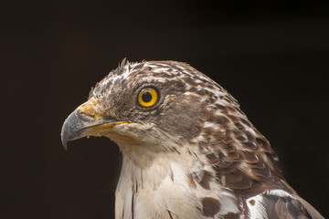 European honey buzzard