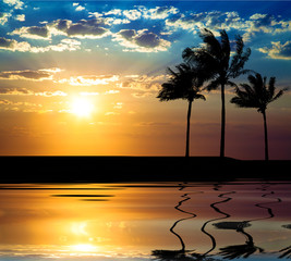 Obraz na płótnie Canvas Beautiful sunet with palm tree at summer time
