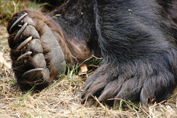 Bear's feet / Veresegyhaz Bear Farm, Hungary