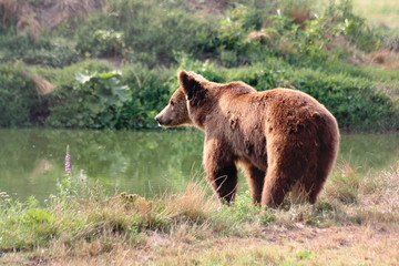 Fototapeta premium Thirsty bear / Veresegyhaz Bear Farm, Hungary