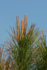 pino marittimo (Pinus maritimus)- germogli