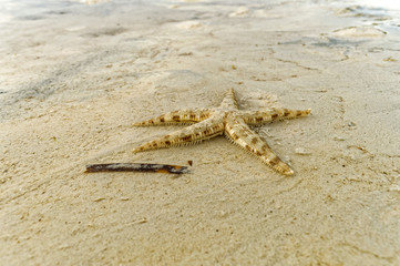 A Live Small Starfish. A small starfish is crawling to the shore during a low tide in the late afternoon