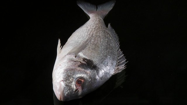 A sea bream