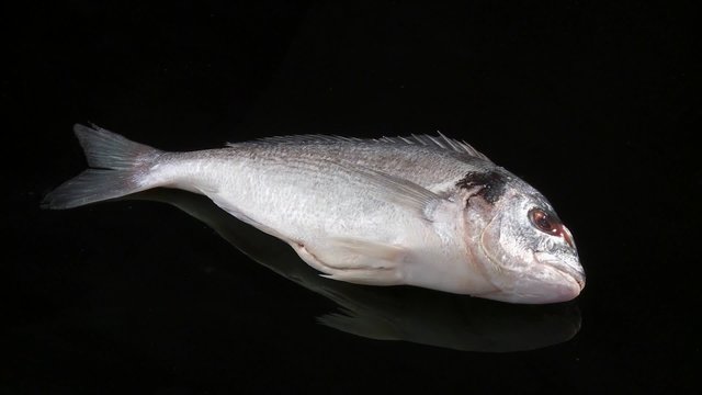 A sea bream