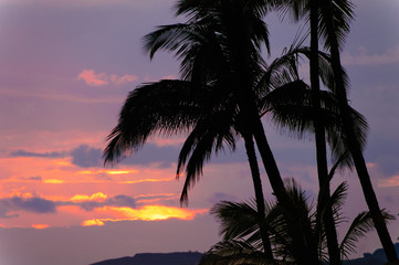 Fototapeta na wymiar Palm trees silhouetted against a tropical sunset, Kauai, Hawaii,