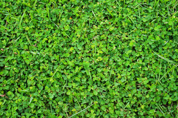 Green heart grass field texture and background