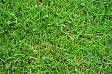Green grass field texture and background