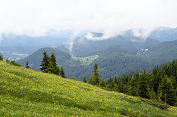 Fototapeta premium Pine forest and green grass field with yellow flowers 