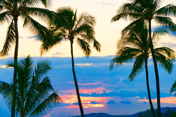 Palm trees silhouetted against a tropical sunset, Kauai, Hawaii,
