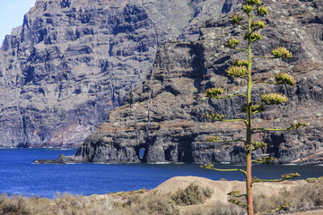 Pflazenwelt Teneriffa
