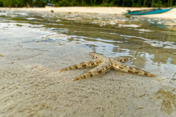 A Live Small Starfish. A small starfish is crawling to the shore during a low tide in the late afternoon
