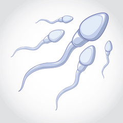 spermatozoa