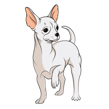 Vector drawing of a chihuahua. Isolated objects on a white background. 
