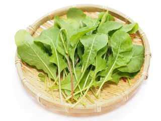 家庭菜園で収穫したベビーリーフ