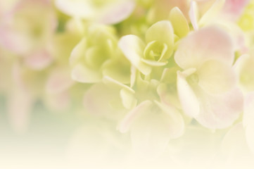 Pink hydrangea in soft color and blur style for background
